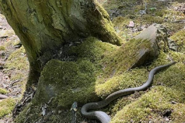 Cesta za zvířátky v rámci turistického kroužku