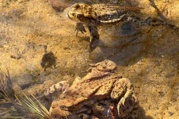 Cesta za zvířátky v rámci turistického kroužku