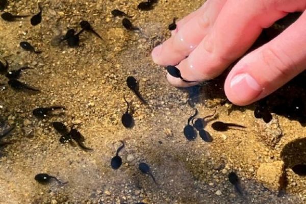 Cesta za zvířátky v rámci turistického kroužku