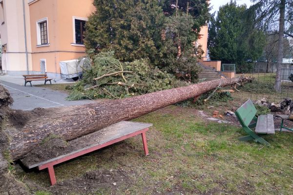Odklízení spadeného stromu po bouři Sabine